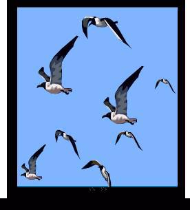 birdsinwindow1.jpg