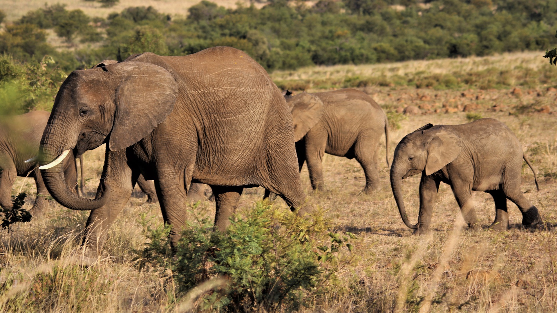 african-elephant-4889366_1920