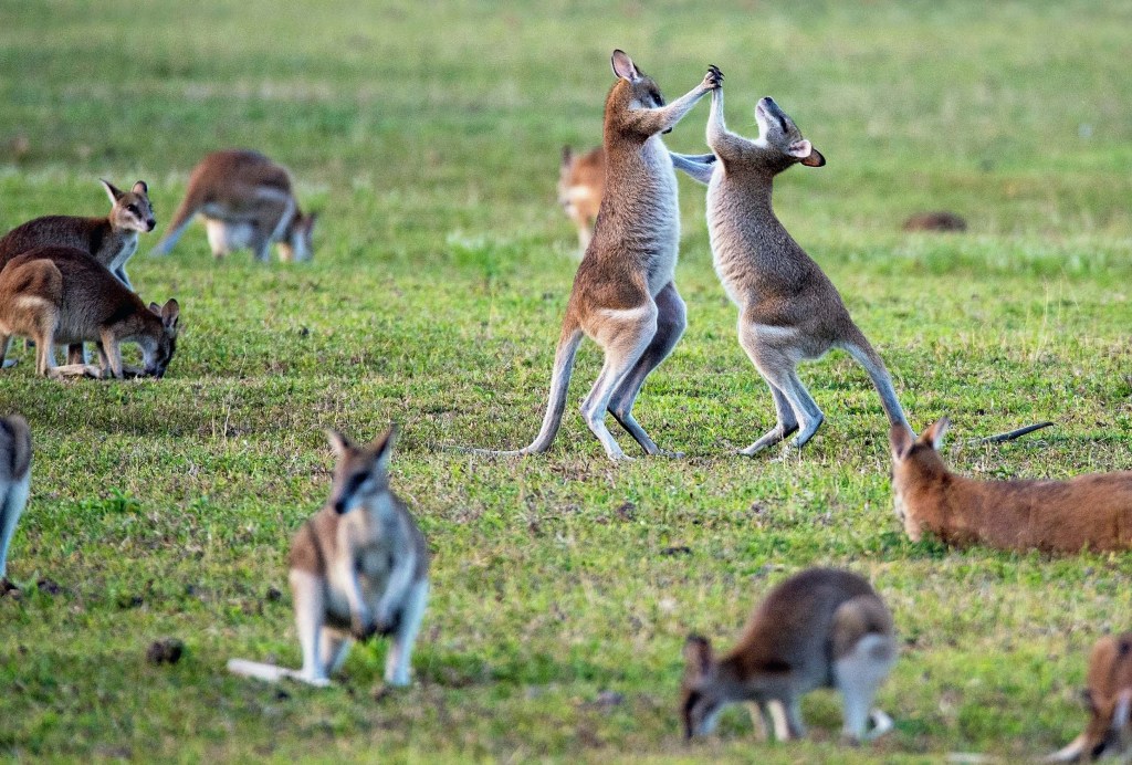 Image of Kangaroos fighting, showcasing visually the concept of bully