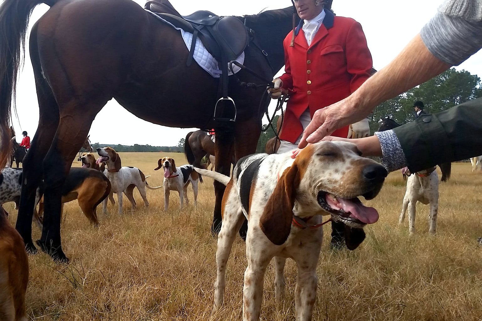 lots of dogs and horse with people during daytime