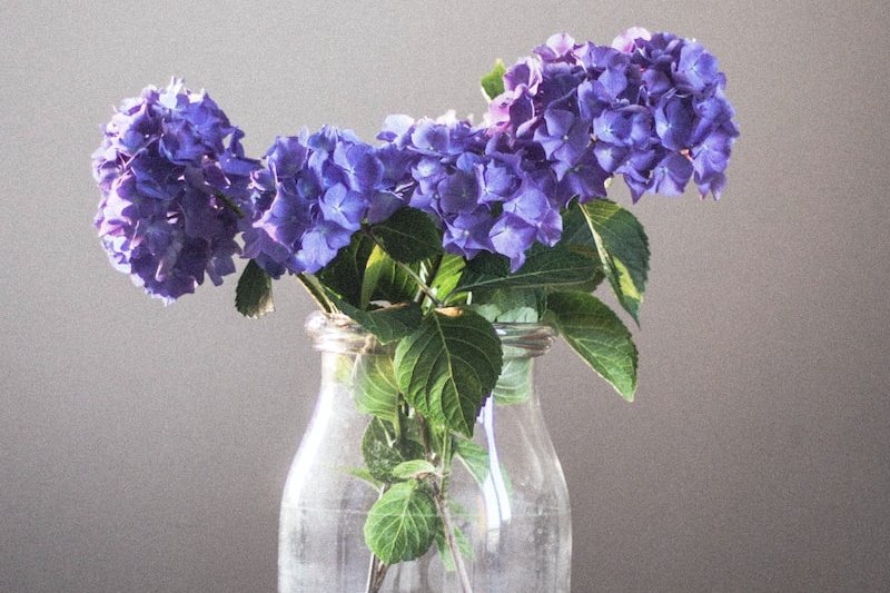 purple flower in clear glass vase