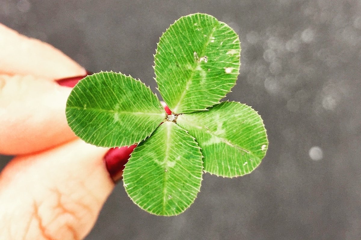 close-up photography of person holding green leaf plant