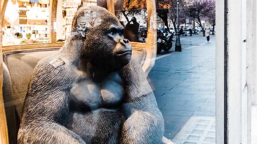 gorilla sitting on brown wooden chair