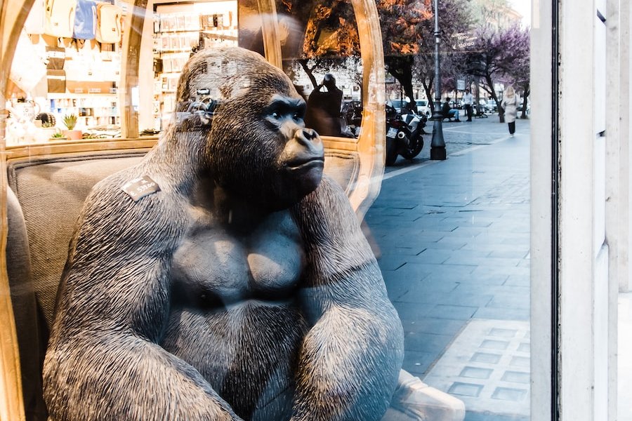 gorilla sitting on brown wooden chair