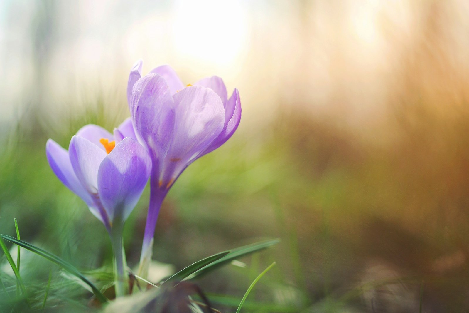 close-up photo of purple petaled flower
