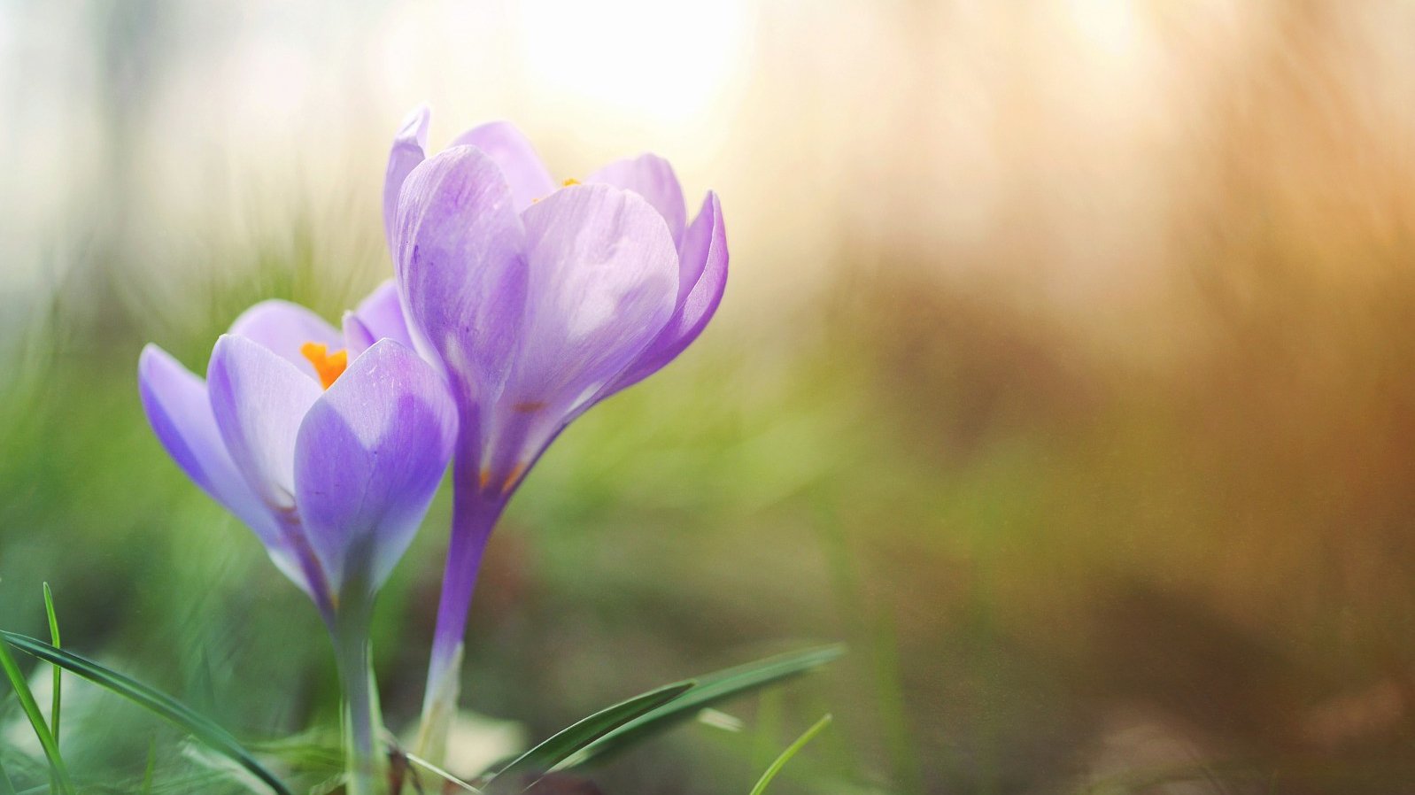 close-up photo of purple petaled flower