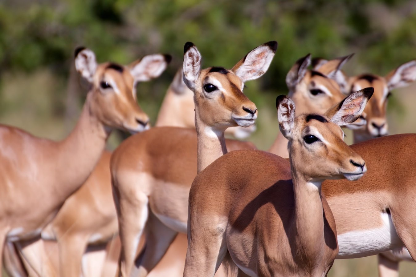 brown deer in tilt shift lens