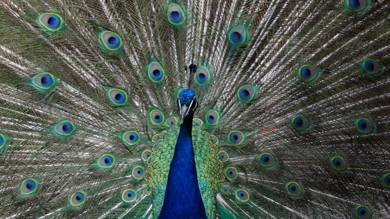 a peacock with its feathers spread out
