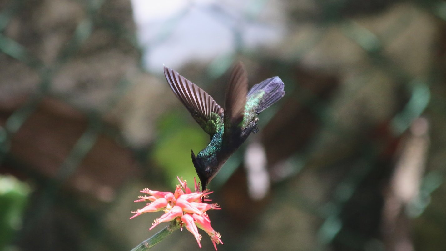 green and black hummingbird in selective-focus photography