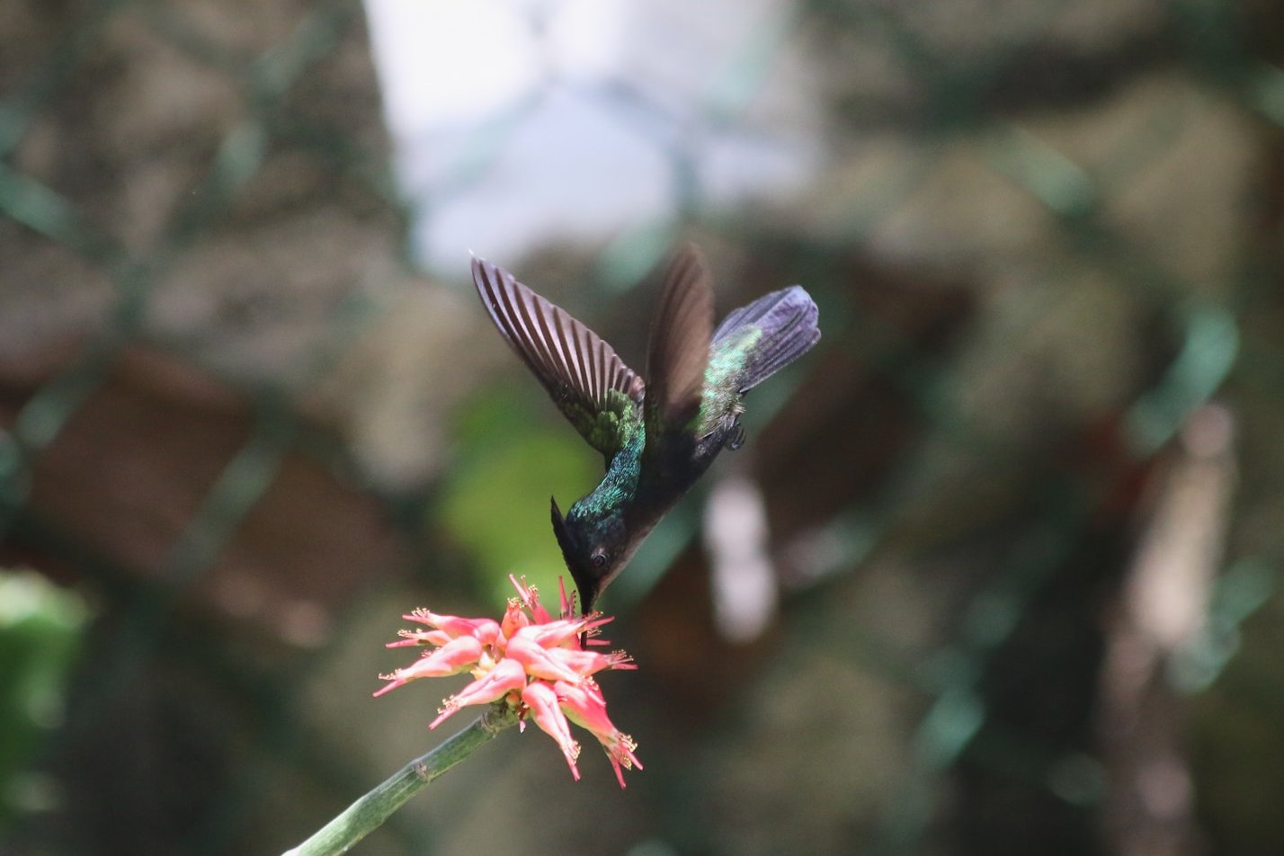 green and black hummingbird in selective-focus photography