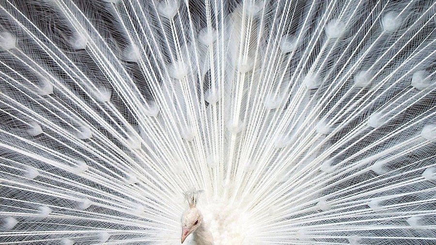 white peacock on green grass field during daytime