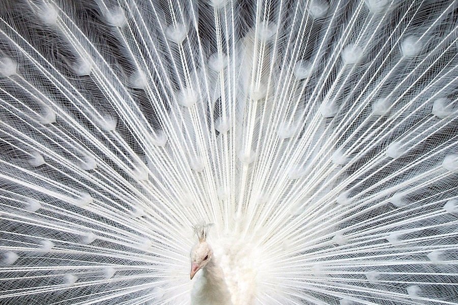 white peacock on green grass field during daytime