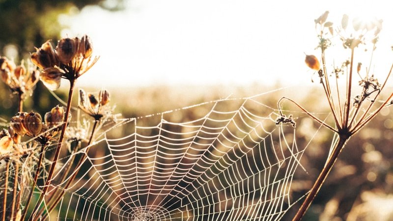 spider web